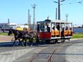 Koka krou po vozovn pi oslavch 125 let tramvaj - 14. 10. 2007